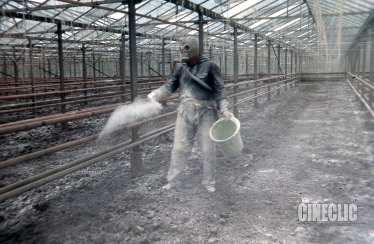 Mitul mâncării sănătoase înainte de 89! Muncitori cu măști de gaze stropind roșiile din seră