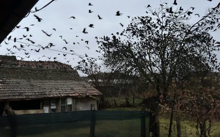 Ciorile pot fi împușcate pentru că nu respectă legea