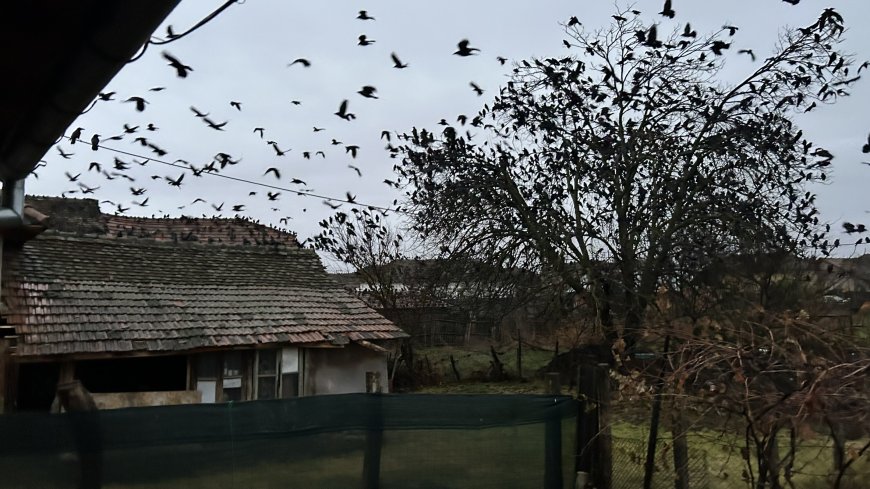 Ciorile pot fi împușcate pentru că nu respectă legea