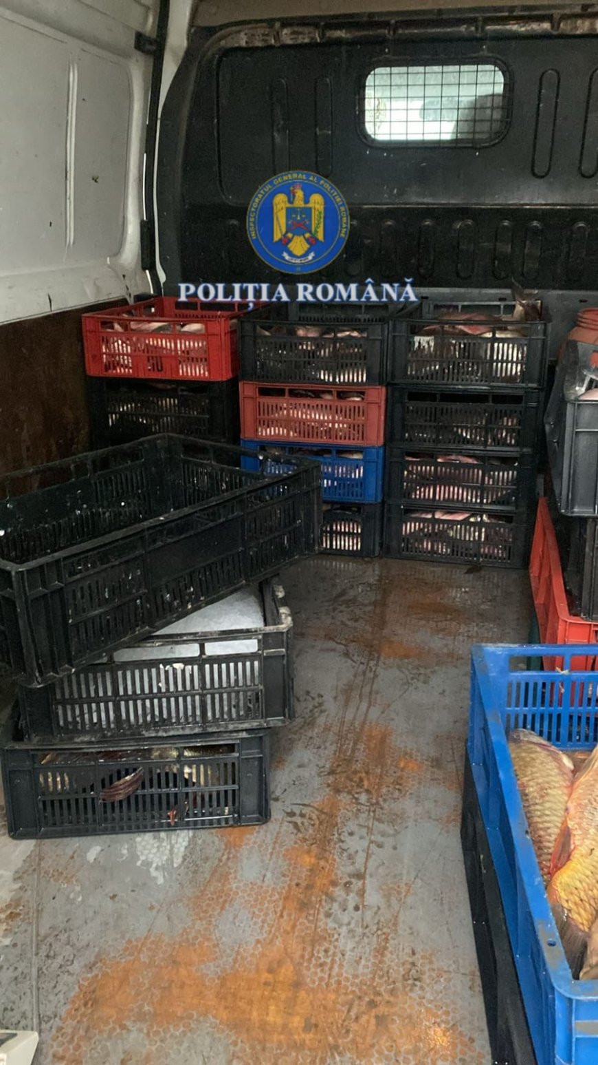 Aproape o jumătate de tonă de pește, confiscată azi la târgul din Poiana Mare