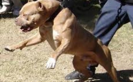 Un copil de 13 ani din Băilești a asmuțit un pitbull să atace un alt câine legat în lanț.