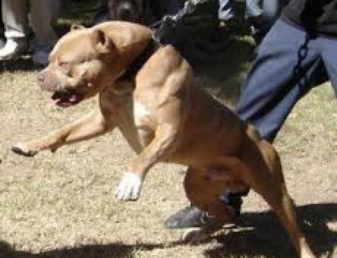 Un copil de 13 ani din Băilești a asmuțit un pitbull să atace un alt câine legat în lanț.