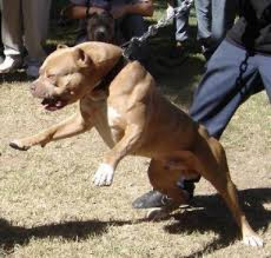 Un copil de 13 ani din Băilești a asmuțit un pitbull să atace un alt câine legat în lanț.